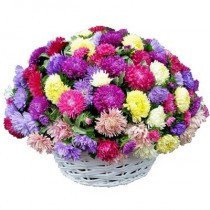 101 multi-colored aster in a basket